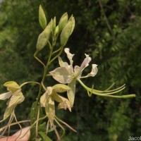 Cadaba fruticosa (L.) Druce